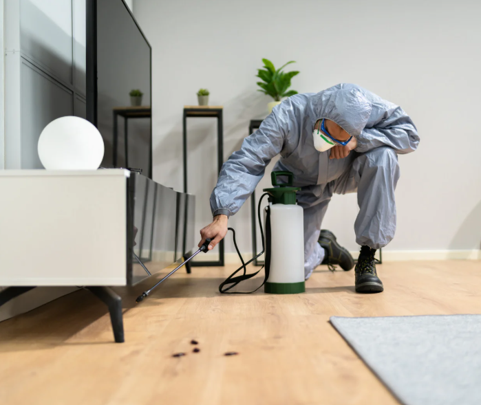 really cheap carpet pest control combo